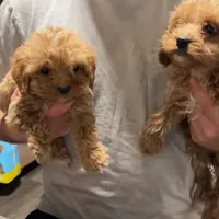 Female 1, a female Cockapoo for sale in Yorktown, VA – Photo 3 of 3