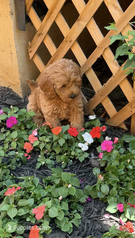 Cockapoo male – Cockapoo puppy for sale in Winchester, VA