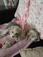 Cavachon 1, a male Cavachon for sale in Winchester, VA – Photo 4 of 7