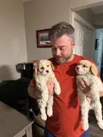 Cavachon 1, a female Cavachon for sale in Yorktown, VA – Photo 4 of 4