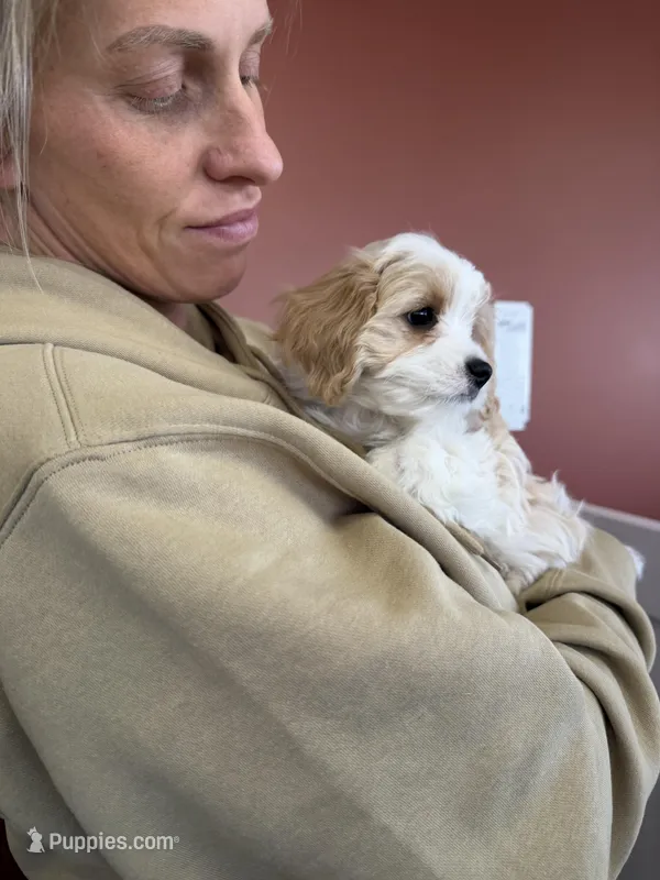 Cavachon 1 – Cavachon puppy for sale in Yorktown, VA