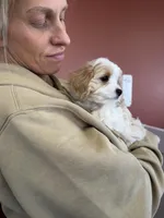 Cavachon 1, a female Cavachon for sale in Yorktown, VA – Photo 1 of 4