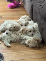 Cavachon 1, a male Cavachon for sale in Winchester, VA – Photo 7 of 7