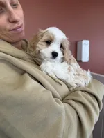 Cavachon 1, a female Cavachon for sale in Yorktown, VA – Photo 3 of 4