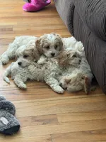 Cavachon 1, a male Cavachon for sale in Winchester, VA – Photo 6 of 7