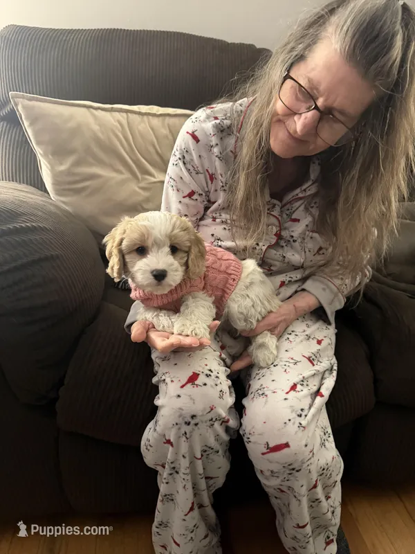 Cavachon 1 – Cavachon puppy for sale in Winchester, VA