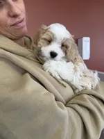 Cavachon 1, a female Cavachon for sale in Yorktown, VA – Photo 2 of 4