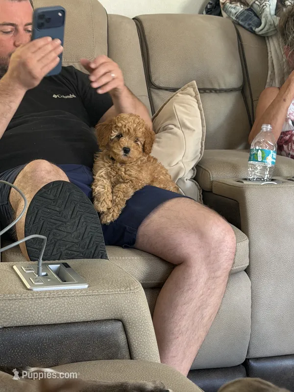 Toy poodle 2 – Poodle - Toy  puppy for sale in Winchester, VA