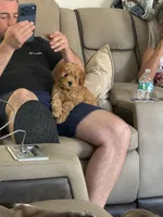 Toy poodle 2, a female Poodle - Toy  for sale in Winchester, VA – 1 of 3