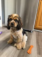 Spaniel 1, a female Cocker Spaniel for sale in Winchester, VA – 2 of 4