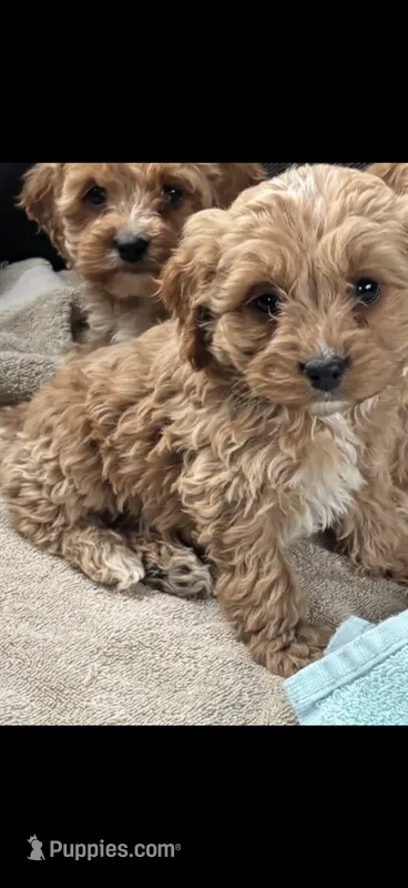 Cockapoo male – Cockapoo puppy for sale in Winchester, VA