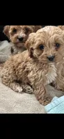 Cockapoo male, a male Cockapoo for sale in Winchester, VA – 1 of 1