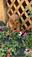 Cavapoo 3, a female Cavapoo for sale in Winchester, VA – 3 of 3