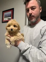 Bichpoo, a male Bichpoo for sale in Winchester, VA – 1 of 1