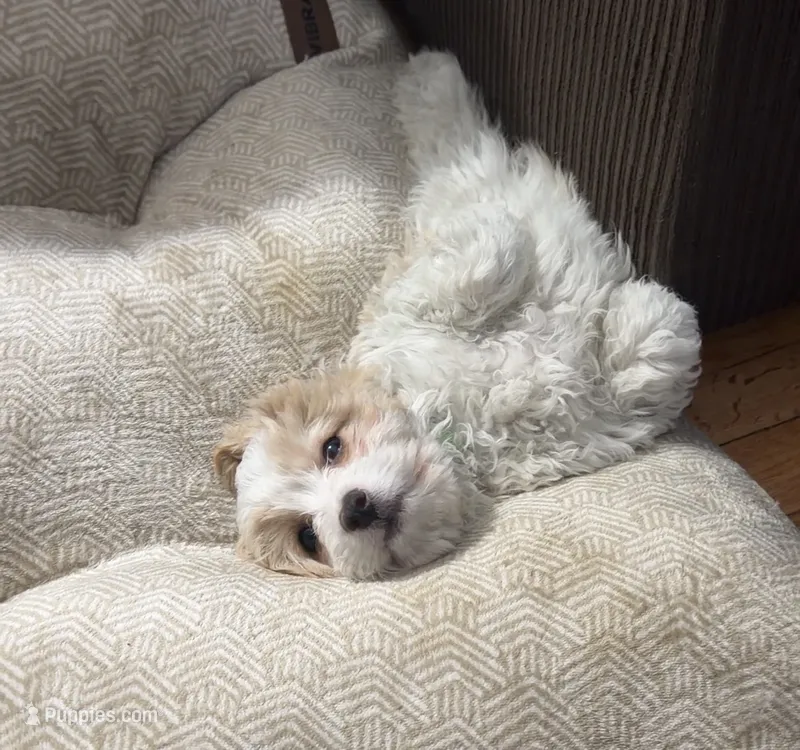 Cockapoo 3 – Cockapoo puppy for sale in Winchester, VA