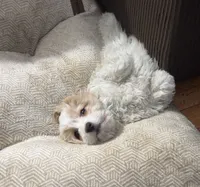 Cockapoo 3, a female Cockapoo for sale in Winchester, VA – 1 of 6