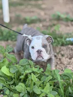 English Bulldog , a male English Bulldog for sale in Shelbyville, TN – 5 of 9