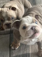 English Bulldog , a male English Bulldog for sale in Shelbyville, TN – 2 of 6