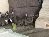 Little girl, a female French Bulldog for sale in Shelbyville, TN – 4 of 4