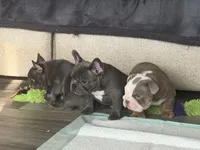 Little girl, a female French Bulldog for sale in Shelbyville, TN – 3 of 4