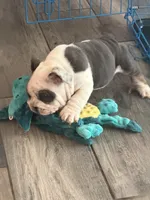 English Bulldog , a male English Bulldog for sale in Shelbyville, TN – 3 of 3