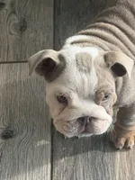English Bulldog , a male English Bulldog for sale in Shelbyville, TN – 3 of 6