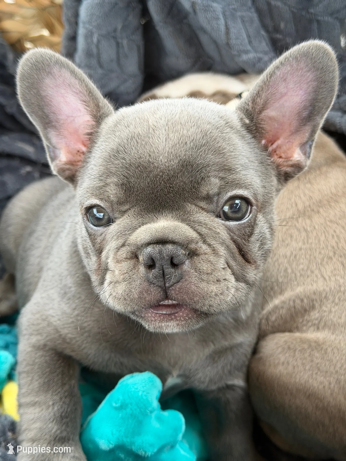 Beau, a male French Bulldog for sale in Shelbyville, TN – 2 of 2