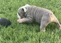 English Bulldog , a male English Bulldog for sale in Shelbyville, TN – 9 of 9
