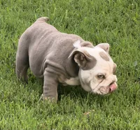 English Bulldog , a male English Bulldog for sale in Shelbyville, TN – 7 of 9
