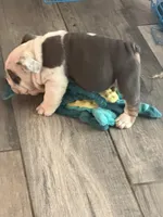 English Bulldog , a male English Bulldog for sale in Shelbyville, TN – 1 of 3