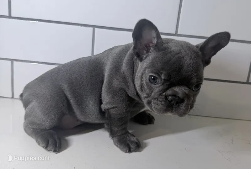 Little girl – French Bulldog puppy for sale in Shelbyville, TN