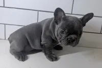 Little girl, a female French Bulldog for sale in Shelbyville, TN – 1 of 4