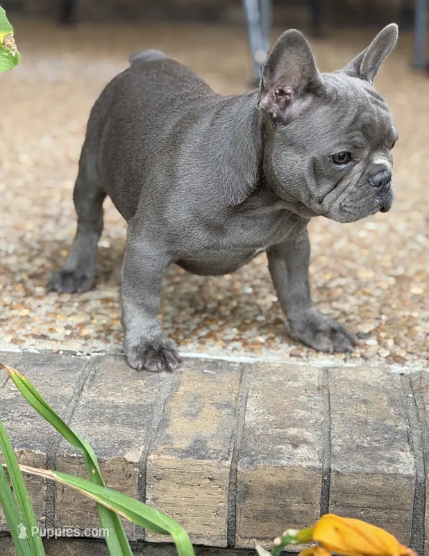 Blue – French Bulldog puppy for sale in Shelbyville, TN