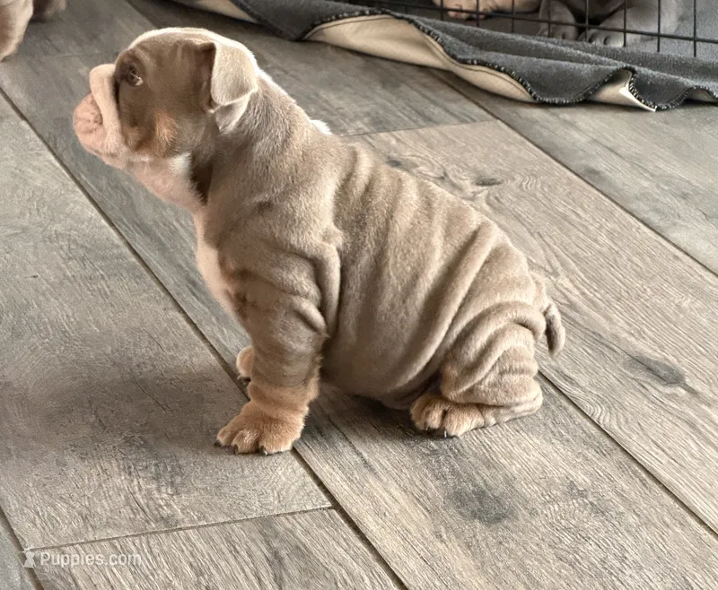 English Bulldog  – English Bulldog puppy for sale in Shelbyville, TN