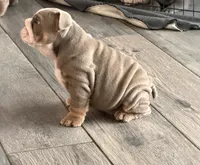 English Bulldog , a male English Bulldog for sale in Shelbyville, TN – 6 of 6