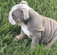 English Bulldog , a male English Bulldog for sale in Shelbyville, TN – 8 of 9