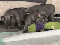 Blue, a male French Bulldog for sale in Shelbyville, TN – 2 of 4