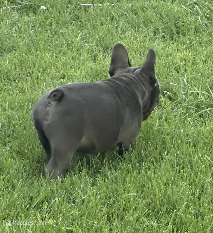 Blue – French Bulldog puppy for sale in Shelbyville, TN