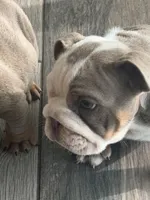 English Bulldog , a male English Bulldog for sale in Shelbyville, TN – 5 of 6