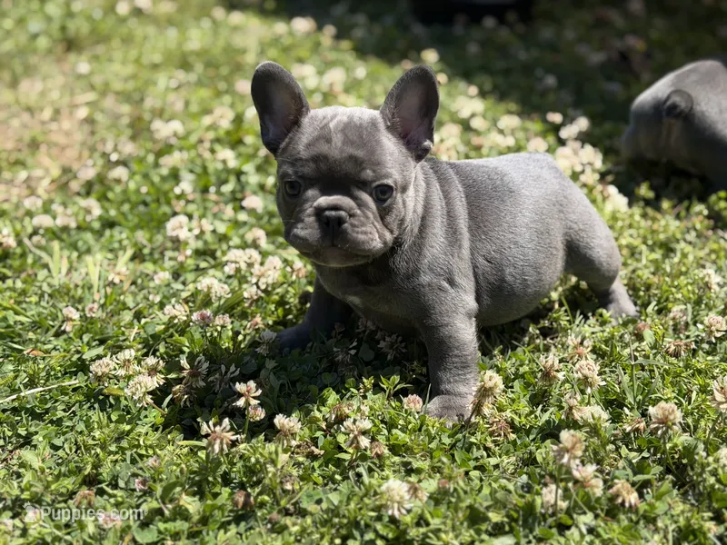 Beau – French Bulldog puppy for sale in Shelbyville, TN
