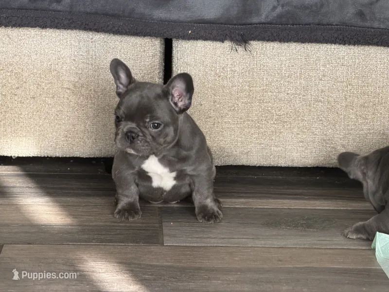 White collar  – French Bulldog puppy for sale in Shelbyville, TN