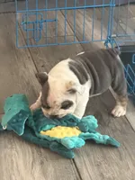English Bulldog , a male English Bulldog for sale in Shelbyville, TN – 2 of 3