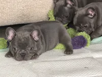 White collar , a male French Bulldog for sale in Shelbyville, TN – 4 of 4