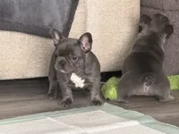 Blue, a male French Bulldog for sale in Shelbyville, TN – 3 of 4