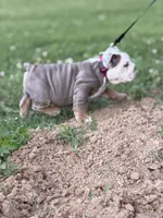 English Bulldog , a male English Bulldog for sale in Shelbyville, TN – 6 of 9