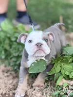 English Bulldog , a male English Bulldog for sale in Shelbyville, TN – 4 of 9