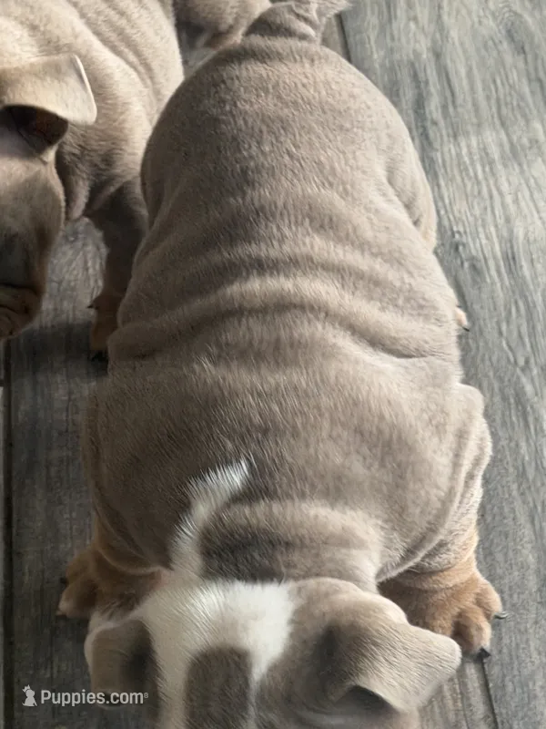 English Bulldog  – English Bulldog puppy for sale in Shelbyville, TN