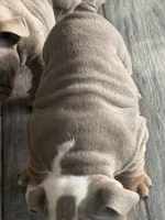 English Bulldog , a male English Bulldog for sale in Shelbyville, TN – 1 of 6