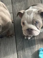 English Bulldog , a male English Bulldog for sale in Shelbyville, TN – 4 of 6