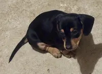 Dachshund , a female Dachshund for sale in Marshall, NC – 1 of 1